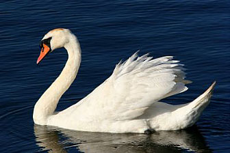 le cygne sauvage est un oiseau visible dans l'île d'Oléron